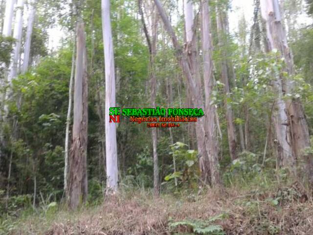 #841 - Floresta de eucaliptos para Venda em São José dos Campos - SP - 2