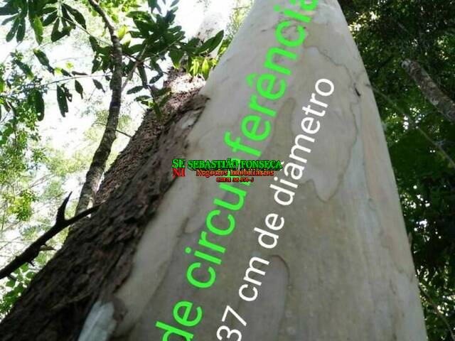 #841 - Floresta de eucaliptos para Venda em São José dos Campos - SP - 3