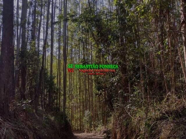 #2711 - Floresta de eucaliptos para Venda em Redenção da Serra - SP - 2