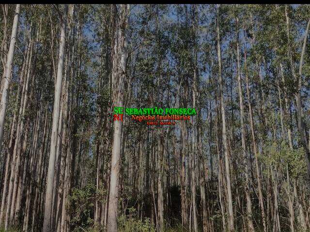 #2711 - Floresta de eucaliptos para Venda em Redenção da Serra - SP - 3