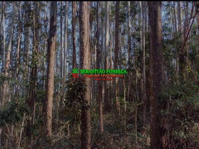 #2711 - Floresta de eucaliptos para Venda em Redenção da Serra - SP - 1
